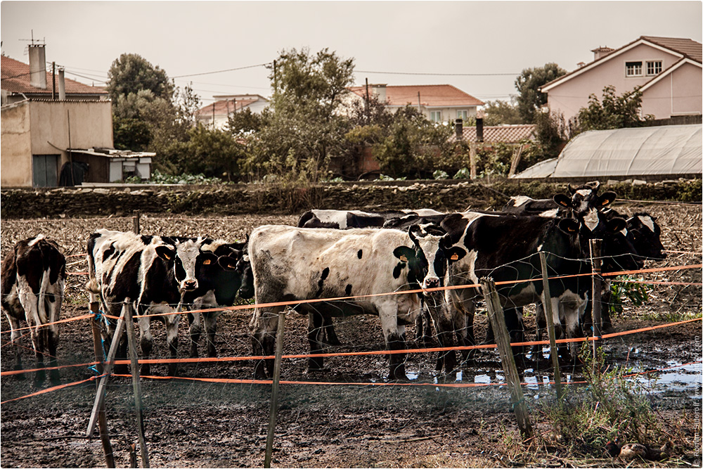 Сельское хозяйство. Коровы. Поргугалия. (Agriculture. Cows. Portugal.)