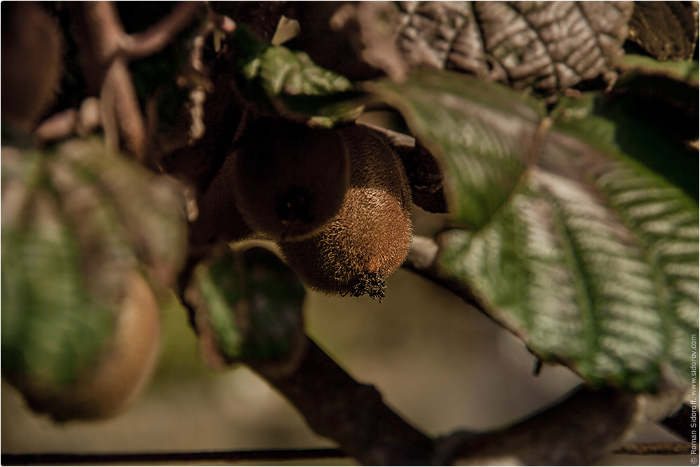 Сельское хозяйство. Киви. Поргугалия. (Agriculture. Kiwi. Portugal.)